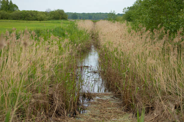 istock Polder and water with green meadow in summer 2156935155