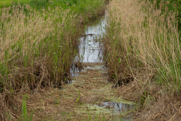 istock Polder and water with green meadow in summer 2156935276