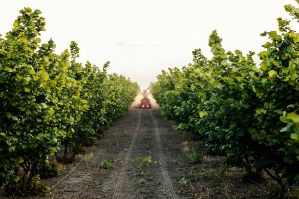 Orchard with hazel trees with spraying machine in blurry background.