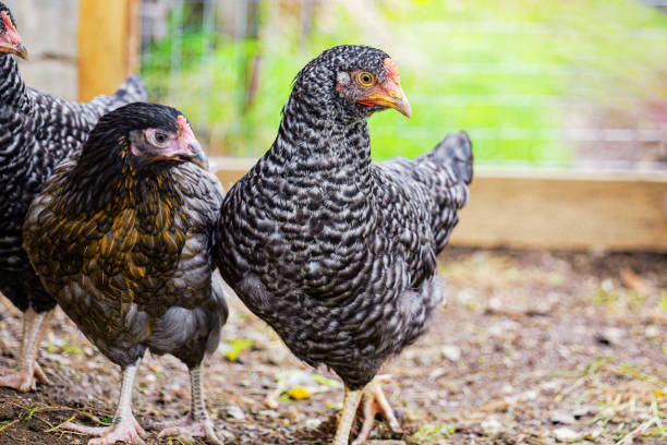 istock Free range barred Plymouth Rock chicken closeup walking outdoors copy space 2156937199