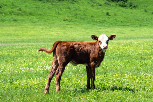 istock Young calf on the meadow gazing at camera 2156937210