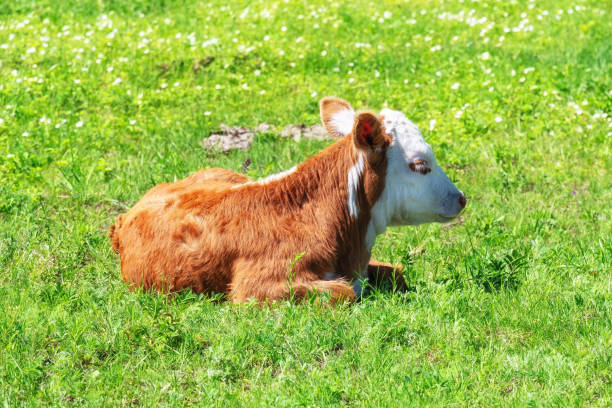 istock Young calf lying on the fresh green grass, close up view 2156937213