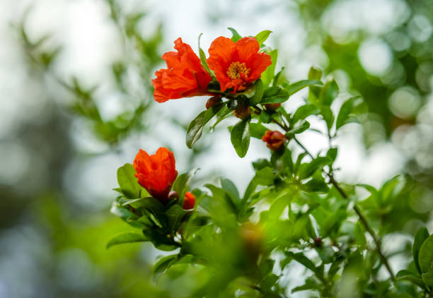 Red colors of pomegranate flowers
