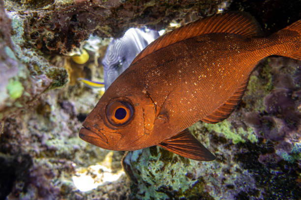 A coral fish - Crescent Tail Bigeye - Priacanthus hamrur, Red sea, Egypt
