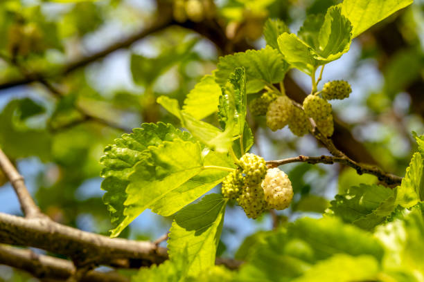 ripe mulberry on a tree