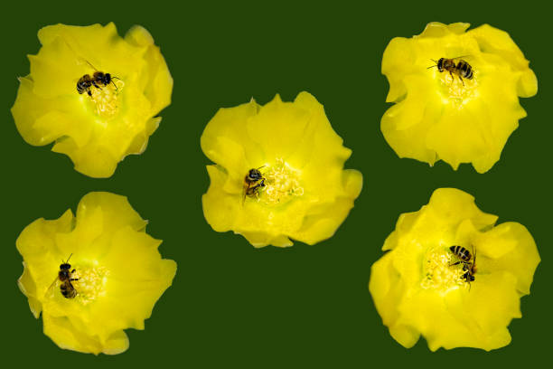 Cut out bees on a flowers