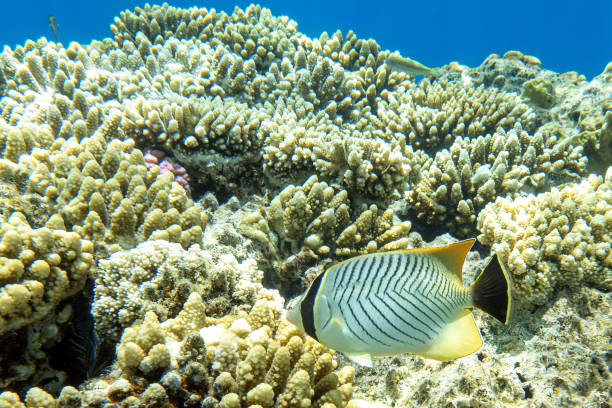 istock A coral fish - Chevroned Butterflyfish, Red sea 2156939528
