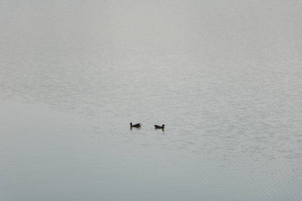 two ducks swimming isolated in the lake