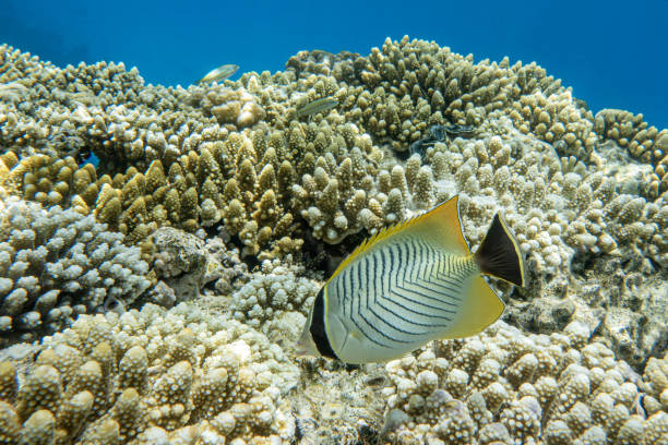 A coral fish - Chevroned Butterflyfish, Red sea