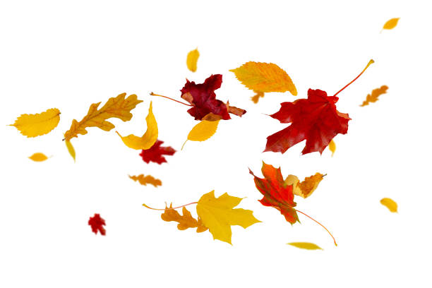 istock Multi-colored autumn leaves fly and levitate in space. Ash maple elm birch and oak leaves. Isolated on white. 2156940898