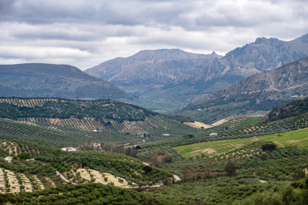 Expanse of hills dotted with olive trees with mountains in background in the Andalusia hinterland