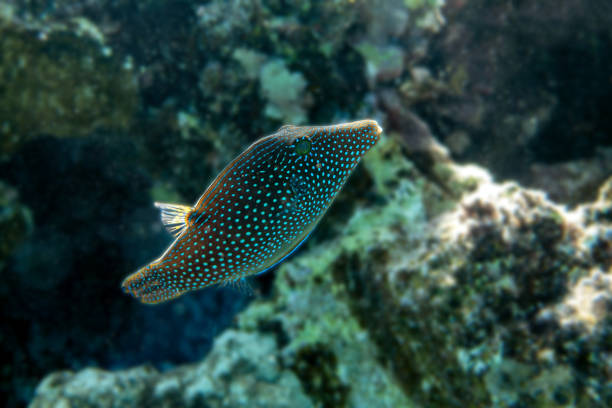 istock Coral fish- red sea toby (Canthigaster margaritata) 2156942647