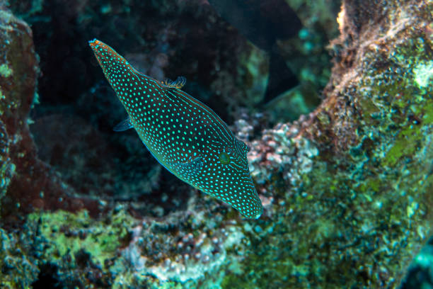 Coral fish- red sea toby (Canthigaster margaritata),Red sea