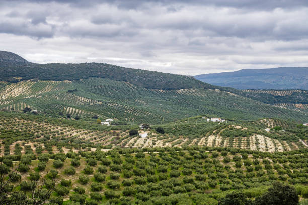 istock Expanse of olive trees with mountains in background (Andalusia, Spain) 2156943111
