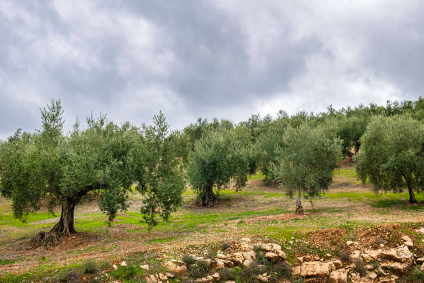Andalusian landscape with yellow hills and green olive trees plantations, Spain