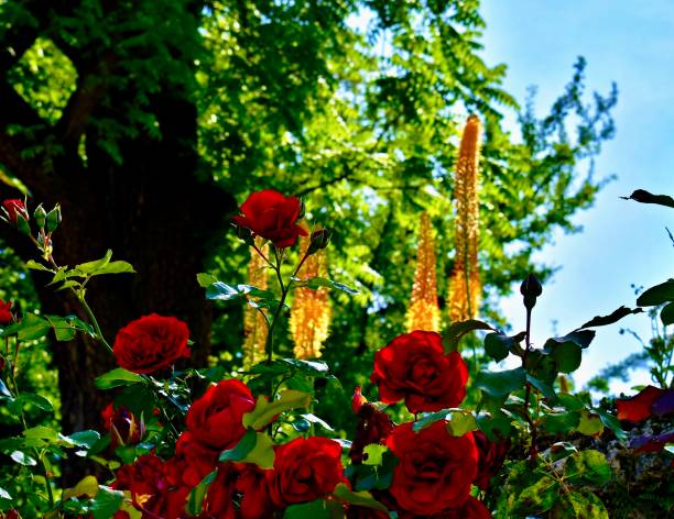 istock Shaded Climbing Red Roses and Sun Streaked Cleopatra Eremurus 2156944011