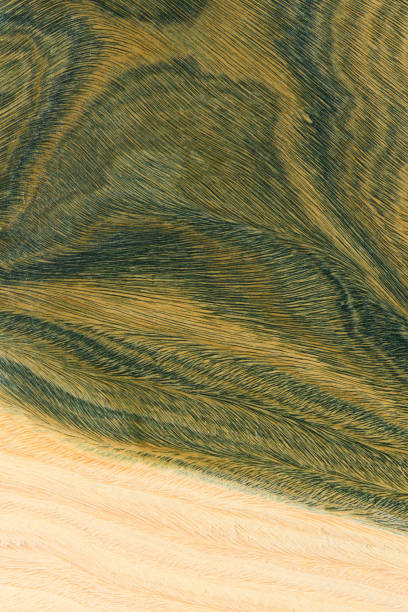 The wood is nature green and light brown color with layers and lines like a abstractive pattern. Its from Paraguay in South America, called Palo Santo or Lignum Vitae (Argentine) Wood. High angle view of a flat textured wooden board backgrounds. It has a beautiful and nature hardwood. A close-up studio shooting shows details and lots of wood grain on the wood table. The piece of wood at the surface of the table also appears rich wooden material on it, shows elegant and soft textured. Flat lay style. Its high-resolution textured quality.
