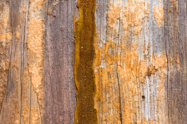 Weathered and scratched rustic wooden board.High angle view of a flat textured wooden board backgrounds. It has a beautiful nature and abstractive pattern. A close-up studio shooting shows details and lots of wood grain on the wood table. The piece of wood at the surface of the table also appears rich wooden material on it. The wood is dark brown color with darker brown lines and pattern on the bottom. Flat lay style. Its high-resolution textured quality.The close-up gives a direct view on the table, showing cracks and knotholes in the wood.