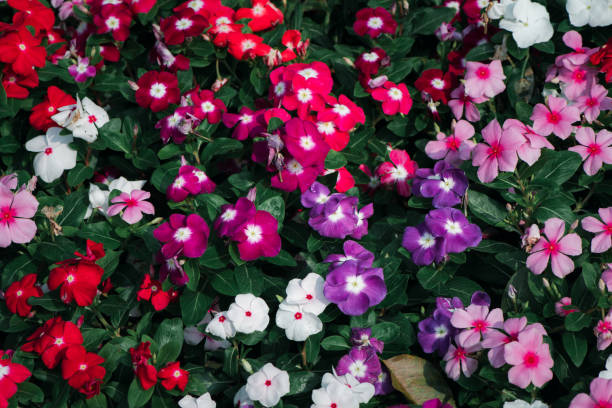 istock Tapak Dara Flower or Madagascar Periwinkle. Catharanthus roseus Don 2156945690