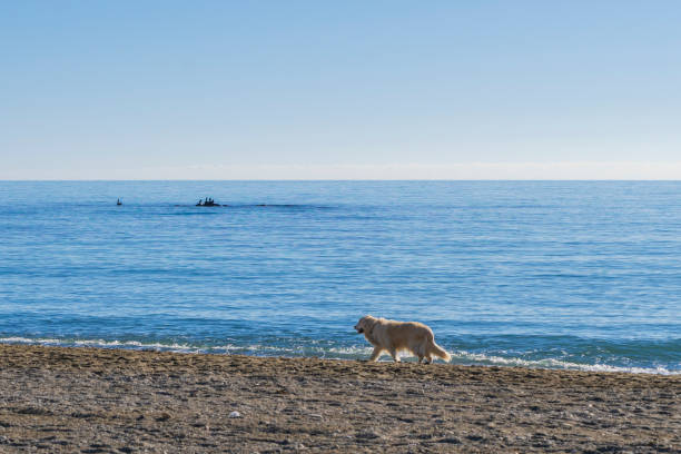 Dog walking along the beach of \
