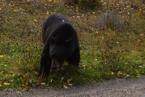 istock Brown bear eating in the grass 2156952049