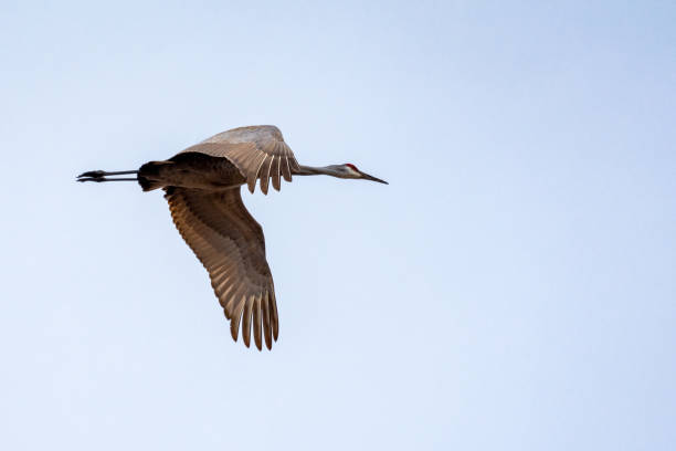 istock A sandhill crane flies overhead in the spring morning 2156952526