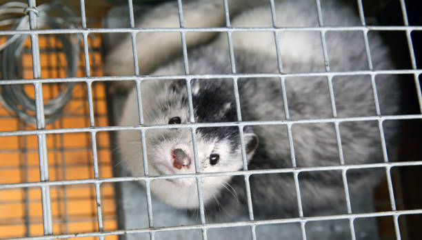 istock A caged farm mink looks through the bars. 2156953146