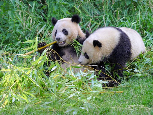 istock Two big pandas with bamboo and eating bamboo 2156954014