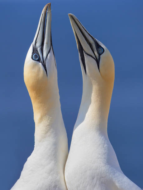 istock Two norhtern gannet (Morus bassanus) terns in the wild with blue sky 2156954310
