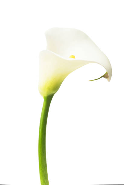 close up of Calla flower bouquet.