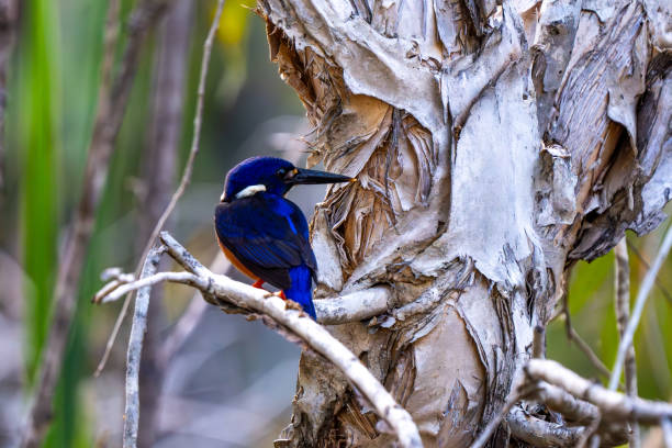 Azure Kingfisher, Bitter Springs, Northern Territory, Australia