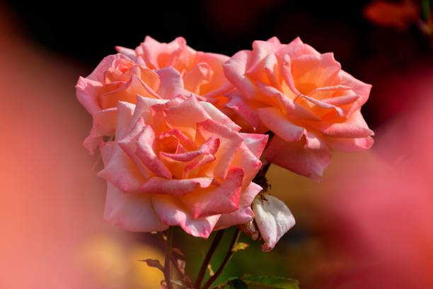 istock Rose Flowers: The Most Popular Flowering Shrub for Landscaping 2156956628