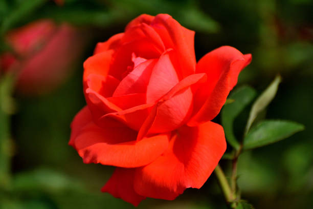 Rose is a perennial flowering plant, which can be erect shrub, climbing or trailing with stems that often have sharp prickles. Flowers vary in size and shape with colors ranging from white, yellow, purple, orange, pink to red. The blooming time is from early summer to fall.