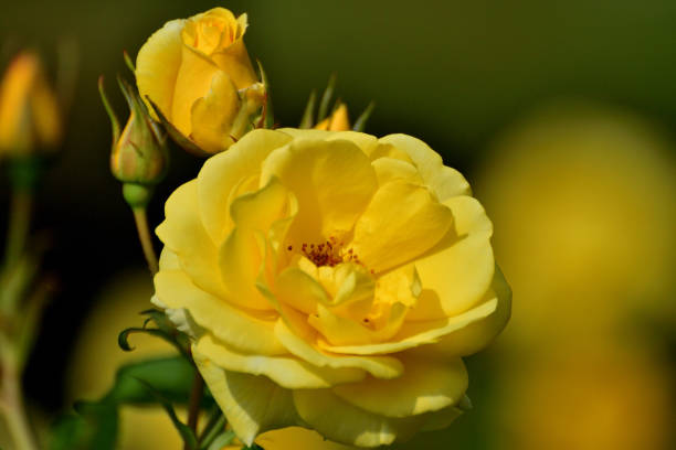 Rose is a perennial flowering plant, which can be erect shrub, climbing or trailing with stems that often have sharp prickles. Flowers vary in size and shape with colors ranging from white, yellow, purple, orange, pink to red. The blooming time is from early summer to fall.