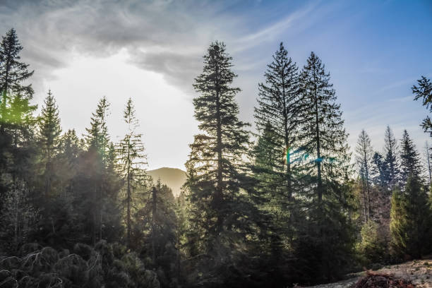 Forest - Europe, Romania, Suceava region