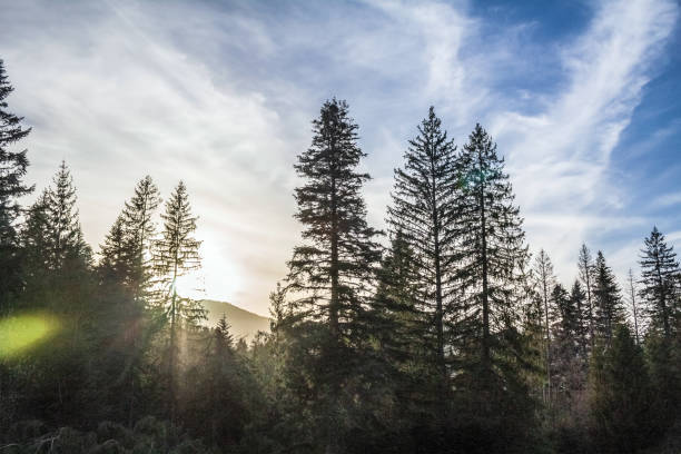 istock Forest - Europe, Romania, Suceava region 2156957955