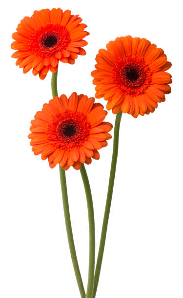istock Bouquet of flowers gerberas isolated on white background 2156958557