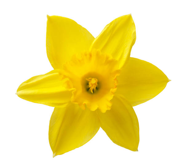 istock yellow daffodil isolated on a white background 2156958680