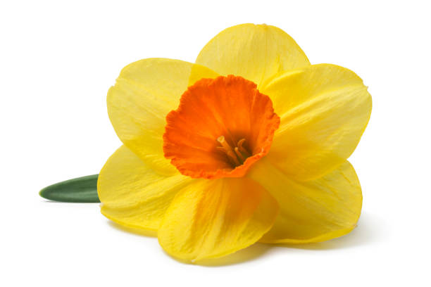 yellow daffodil isolated on a white background