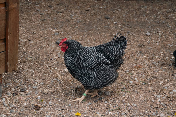istock A black and white chicken on the prowl for food. 2156958786