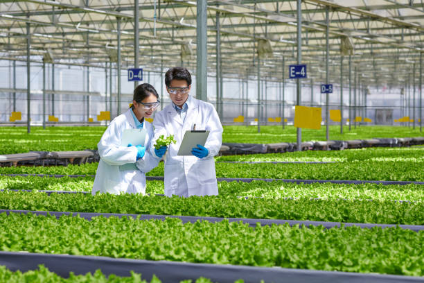 istock Two Asia Researcher Discussing at Modern Greenhouse 2156958937