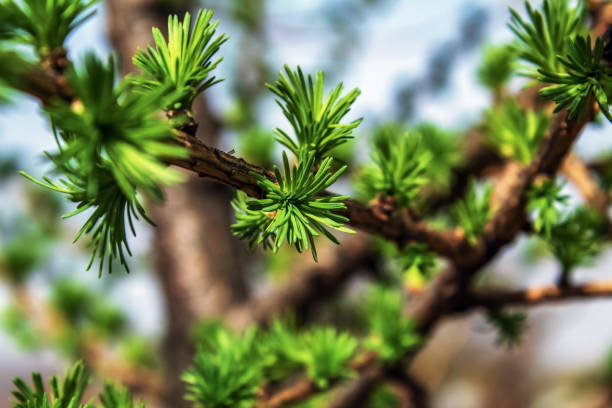 Branches of a western red cedar tree (Thuja plicata) in Oregon.