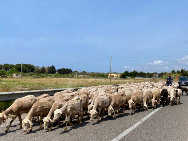 Puglia, Italy - May 10, 2024.  Flock of Sheep on route with there Shepherd.