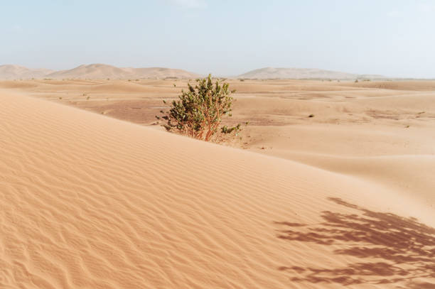 Erg Chebbi desert in Morocco, North Africa