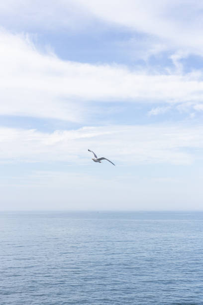 istock Seagull flying over the sea on cloudy day 2156961954
