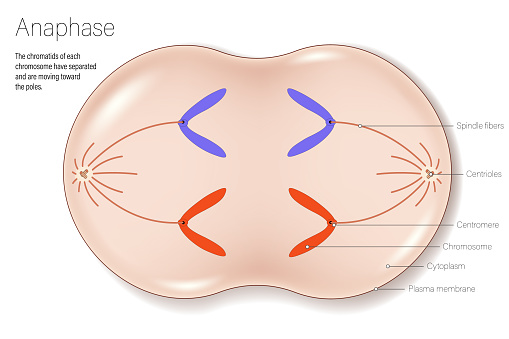 Anaohase Example Stages Of Anaphase Cell Division For Education Use Cell Cycle Stock ...