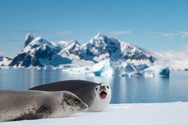 Weddell seals in Antarctica.