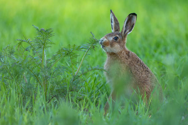istock Young European hare (Lepus europaeus) sitting in a meadow. 2156967270