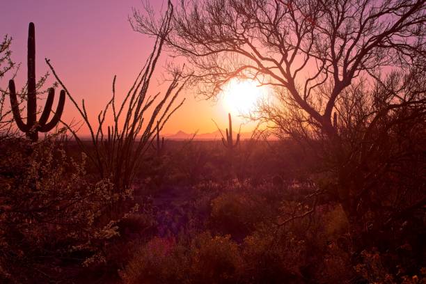 Majestic sunset view through various desert plants in Saguaro national park. Saguaro, ocotillo, creosote, in silhouette as glowing warm sunlight moves to the horizon.