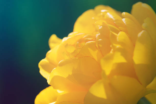 yellow flowering tulips with leaves isolated on a white background
